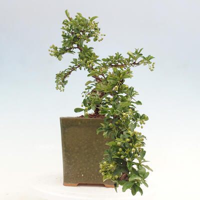 Vonkajší bonsai - Pyracantha tetón - Hlohyňa šarlátová - 2