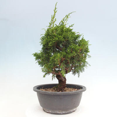 Vonkajší bonsai - Juniperus chinensis Itoigawa -Jalovec čínsky - 2