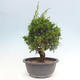 Vonkajší bonsai - Juniperus chinensis Itoigawa -Jalovec čínsky - 2/4