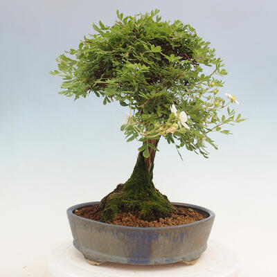 Vonkajší bonsai - Potentilla Alba - Mochna biela - 2