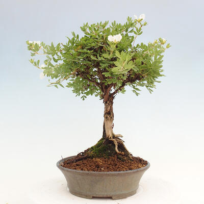 Vonkajší bonsai - Potentilla Alba - Mochna biela - 2