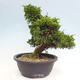 Vonkajší bonsai - Juniperus chinensis Itoigawa -Jalovec čínsky - 2/4