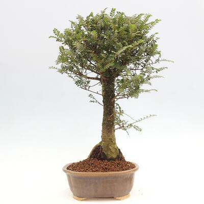 Vonkajšie bonsai - Zelkova - Zelkova NIRE - 2