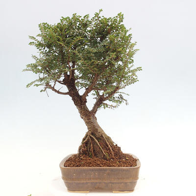 Vonkajšie bonsai - Zelkova - Zelkova NIRE - 2