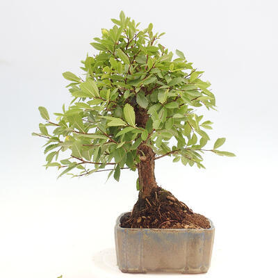 Vonkajšie bonsai - Zelkova - Zelkova NIRE - 2