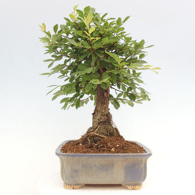 Vonkajšie bonsai - Zelkova - Zelkova NIRE - 2