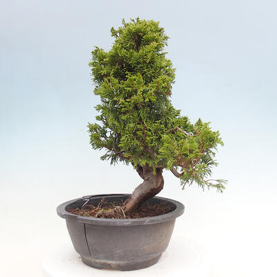 Vonkajší bonsai - Juniperus chinensis Itoigawa -Jalovec čínsky - 2