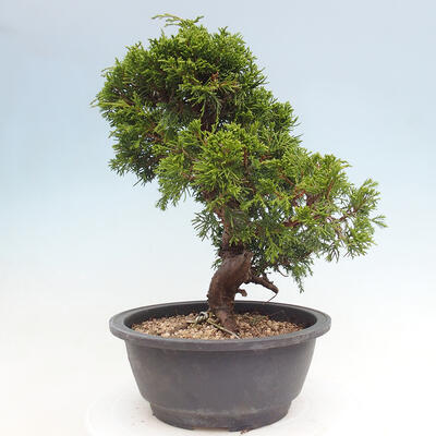 Vonkajší bonsai - Juniperus chinensis Itoigawa -Jalovec čínsky - 2