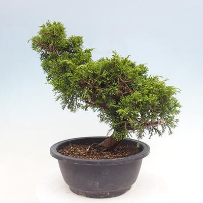 Vonkajší bonsai - Juniperus chinensis Itoigawa -Jalovec čínsky - 2