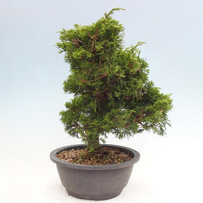 Vonkajší bonsai - Juniperus chinensis Itoigawa -Jalovec čínsky - 2