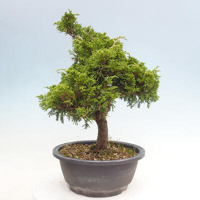 Vonkajší bonsai - Juniperus chinensis Itoigawa -Jalovec čínsky - 2