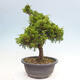 Vonkajší bonsai - Juniperus chinensis Itoigawa -Jalovec čínsky - 2/4