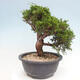 Vonkajší bonsai - Juniperus chinensis Itoigawa -Jalovec čínsky - 2/4