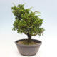 Vonkajší bonsai - Juniperus chinensis Itoigawa -Jalovec čínsky - 2/4