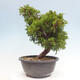 Vonkajší bonsai - Juniperus chinensis Itoigawa -Jalovec čínsky - 2/4