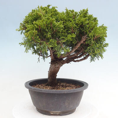 Vonkajší bonsai - Juniperus chinensis Itoigawa -Jalovec čínsky - 2