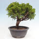 Vonkajší bonsai - Juniperus chinensis Itoigawa -Jalovec čínsky - 2/4