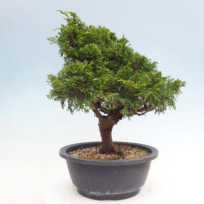 Vonkajší bonsai - Juniperus chinensis Itoigawa -Jalovec čínsky - 2