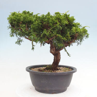 Vonkajší bonsai - Juniperus chinensis Itoigawa -Jalovec čínsky - 2