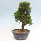 Vonkajší bonsai - Juniperus chinensis Itoigawa -Jalovec čínsky - 2/4