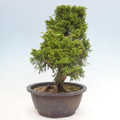 Vonkajší bonsai - Juniperus chinensis Itoigawa -Jalovec čínsky - 2