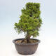 Vonkajší bonsai - Juniperus chinensis Itoigawa -Jalovec čínsky - 2/4