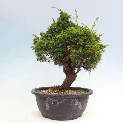 Vonkajší bonsai - Juniperus chinensis Itoigawa -Jalovec čínsky - 2