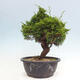 Vonkajší bonsai - Juniperus chinensis Itoigawa -Jalovec čínsky - 2/4