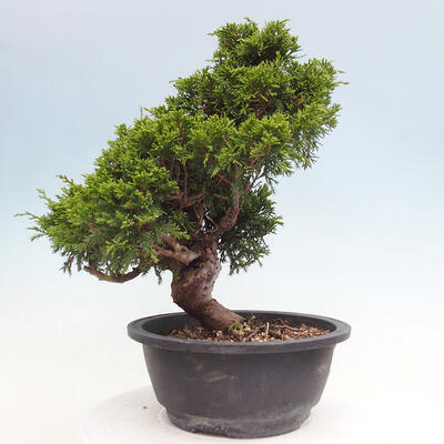 Vonkajší bonsai - Juniperus chinensis Itoigawa -Jalovec čínsky - 2