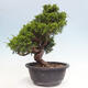 Vonkajší bonsai - Juniperus chinensis Itoigawa -Jalovec čínsky - 2/4