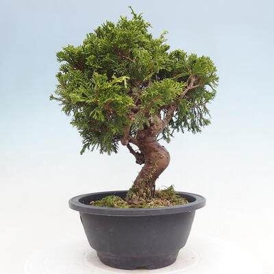 Vonkajší bonsai - Juniperus chinensis Itoigawa -Jalovec čínsky - 2