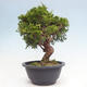 Vonkajší bonsai - Juniperus chinensis Itoigawa -Jalovec čínsky - 2/4