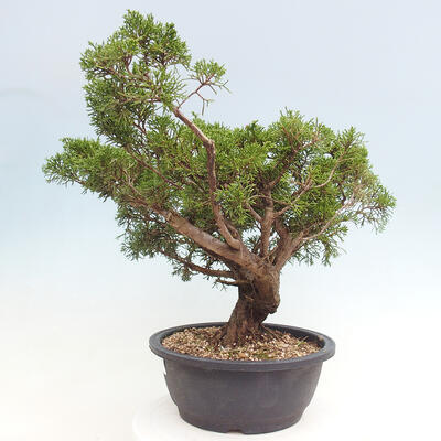 Vonkajší bonsai - Juniperus chinensis Itoigawa -Jalovec čínsky - 2