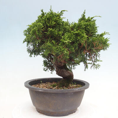 Vonkajší bonsai - Juniperus chinensis Itoigawa -Jalovec čínsky - 2