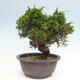 Vonkajší bonsai - Juniperus chinensis Itoigawa -Jalovec čínsky - 2/4