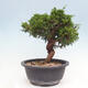 Vonkajší bonsai - Juniperus chinensis Itoigawa -Jalovec čínsky - 2/4