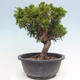 Vonkajší bonsai - Juniperus chinensis Itoigawa -Jalovec čínsky - 2/4