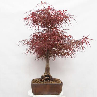 Vonkajší bonsai - Javor dlanitolistý - Acer palmatum RED PYGMY - 2