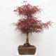 Vonkajší bonsai - Javor dlanitolistý - Acer palmatum RED PYGMY - 2/6