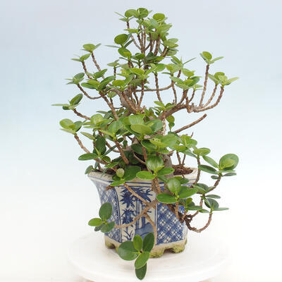 Izbová bonsai - Ficus Panda - malolistý fikus - 2