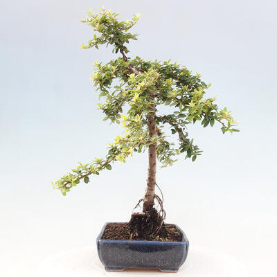 Vonkajší bonsai - Cotoneaster dám. Skogholm - Skalník - 2