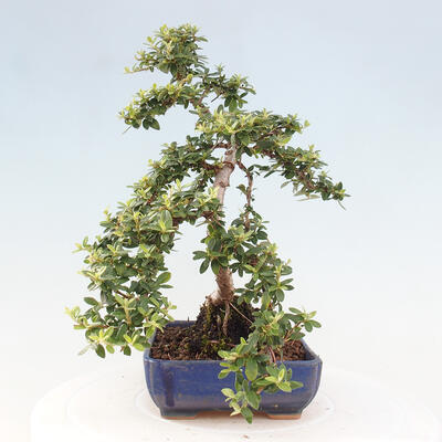 Vonkajší bonsai - Cotoneaster dám. Skogholm - Skalník - 2