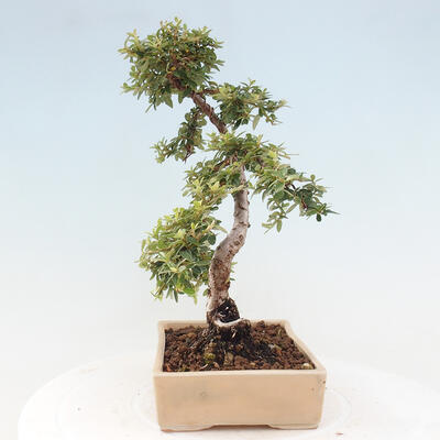 Vonkajší bonsai - Cotoneaster dám. Skogholm - Skalník - 2