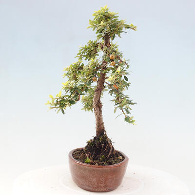 Vonkajší bonsai - Cotoneaster dám. Skogholm - Skalník - 2