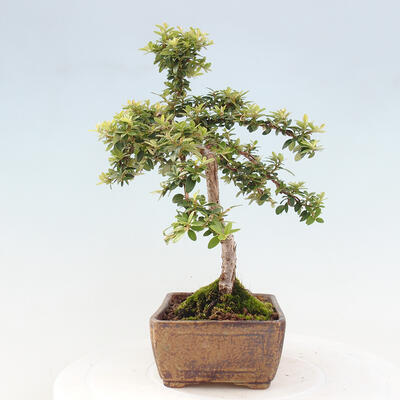 Vonkajší bonsai - Cotoneaster dám. Skogholm - Skalník - 2