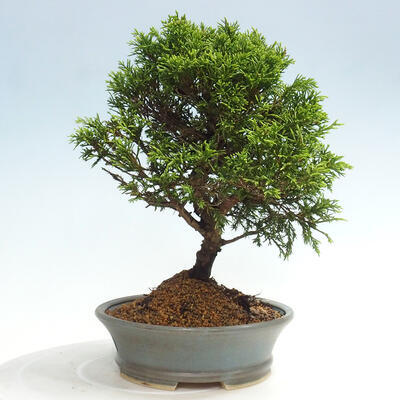 Vonkajší bonsai - Juniperus chinensis Itoigawa -Jalovec čínsky - 2