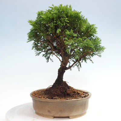 Vonkajší bonsai - Juniperus chinensis Itoigawa -Jalovec čínsky - 2