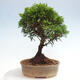 Vonkajší bonsai - Juniperus chinensis Itoigawa -Jalovec čínsky - 2/4