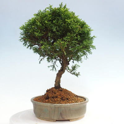 Vonkajší bonsai - Juniperus chinensis Itoigawa -Jalovec čínsky - 2