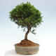 Vonkajší bonsai - Juniperus chinensis Itoigawa -Jalovec čínsky - 2/4